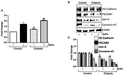 SARS-CoV-2 Spike Protein Induces Degradation of Junctional Proteins That Maintain Endothelial Barrier Integrity